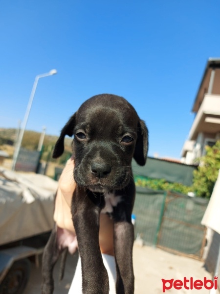 Pointer, Köpek  karalar fotoğrafı