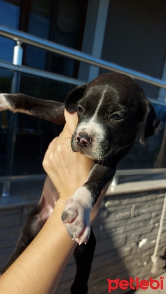 Pointer, Köpek  karalar fotoğrafı