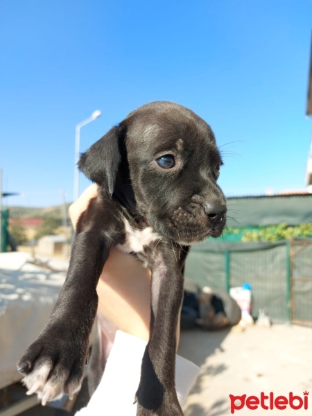 Pointer, Köpek  karalar fotoğrafı