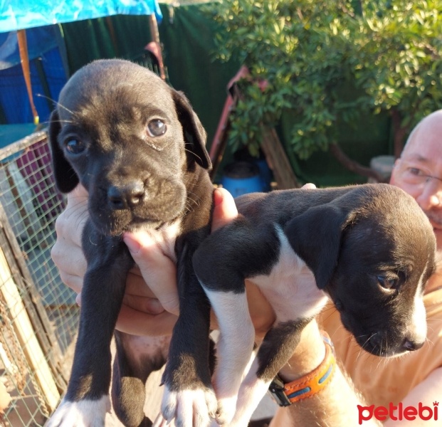 Pointer, Köpek  karalar fotoğrafı