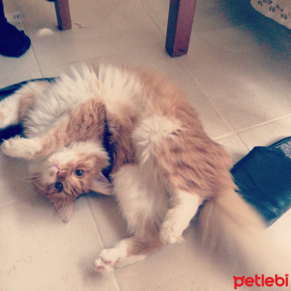 Tekir Kedi, Kedi  Maya fotoğrafı