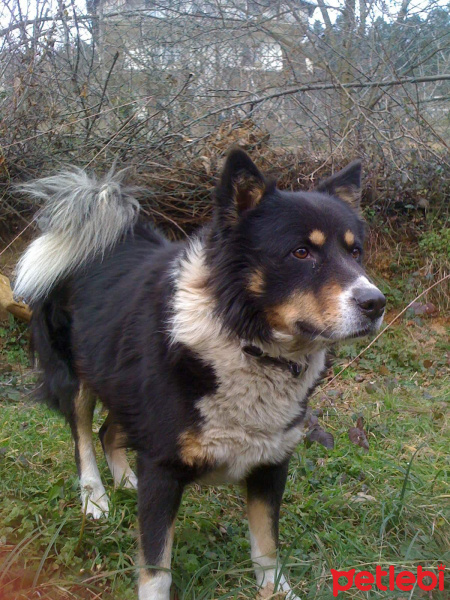 Alman Çoban Köpeği, Köpek  Doğan fotoğrafı