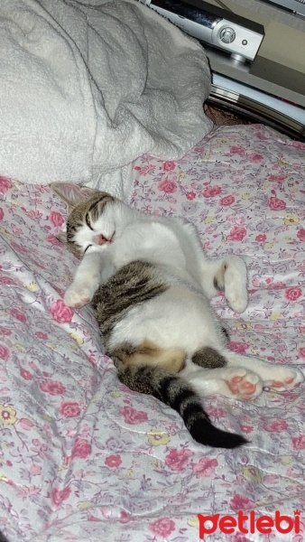 Tekir Kedi, Kedi  Şans fotoğrafı