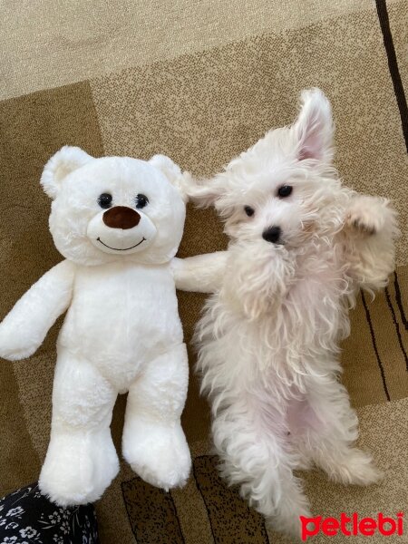 Maltese, Köpek  Toffee fotoğrafı