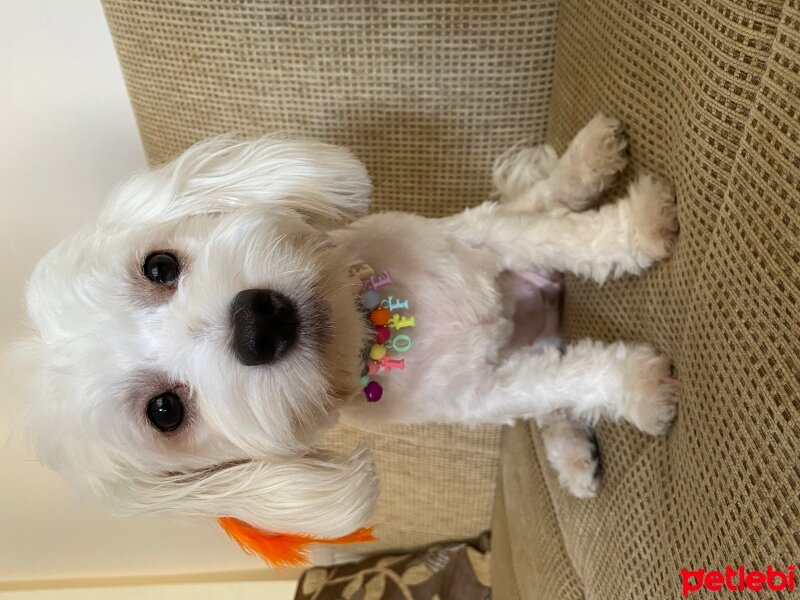 Maltese, Köpek  Toffee fotoğrafı