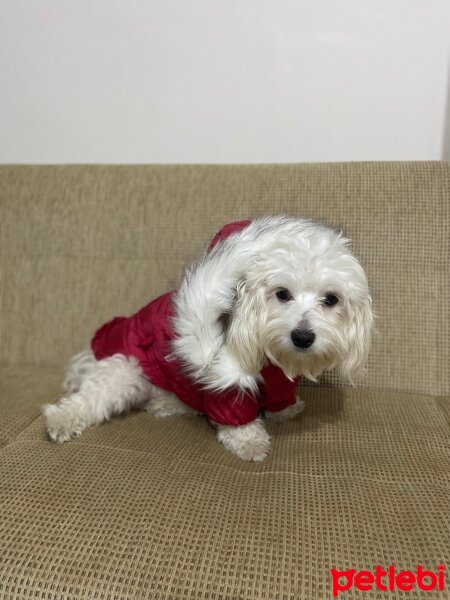 Maltese, Köpek  Toffee fotoğrafı