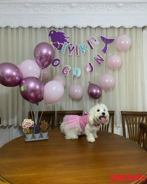 Maltese, Köpek  Toffee fotoğrafı