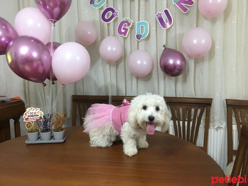 Maltese, Köpek  Toffee fotoğrafı