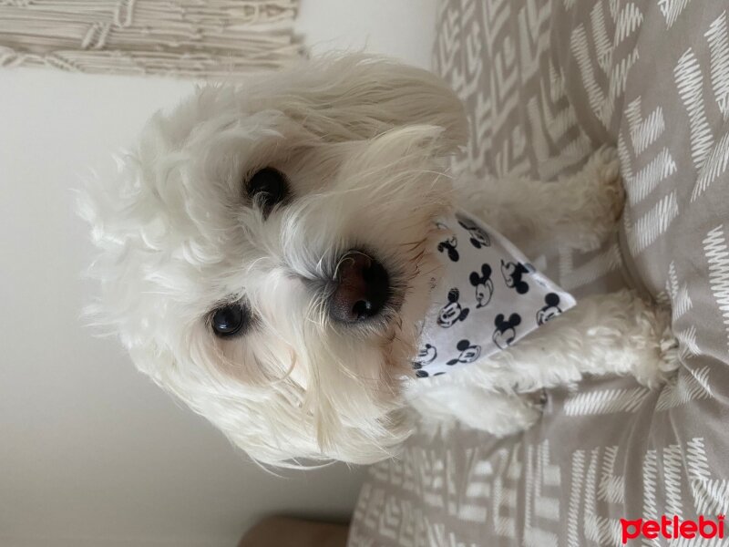 Maltese, Köpek  Toffee fotoğrafı