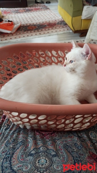 British Longhair, Kedi  Sütlaç fotoğrafı