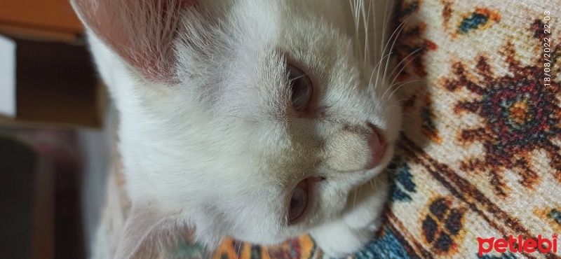 British Longhair, Kedi  Sütlaç fotoğrafı