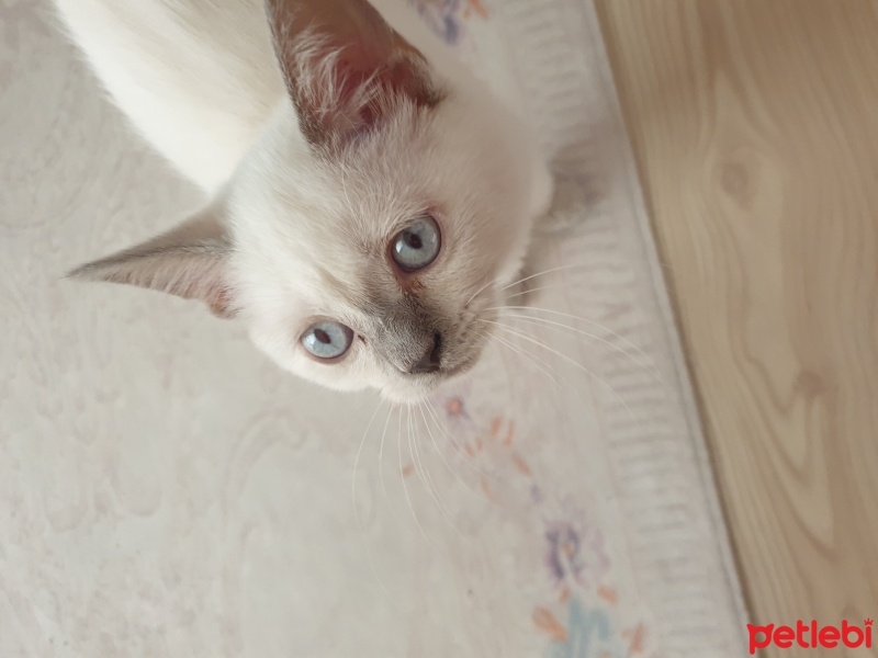 British Shorthair, Kedi  Sütlaç fotoğrafı