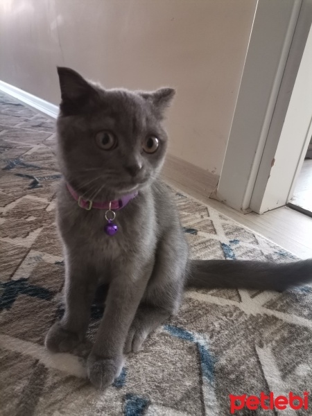 British Shorthair, Kedi  Duman fotoğrafı