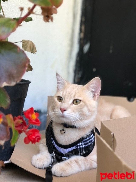 Tekir Kedi, Kedi  Cesur fotoğrafı