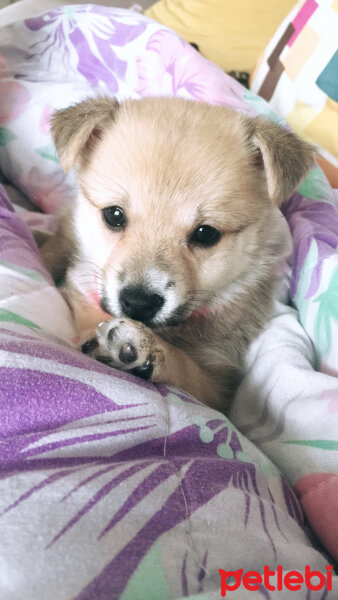 Pomeranyalı, Köpek  Hera fotoğrafı