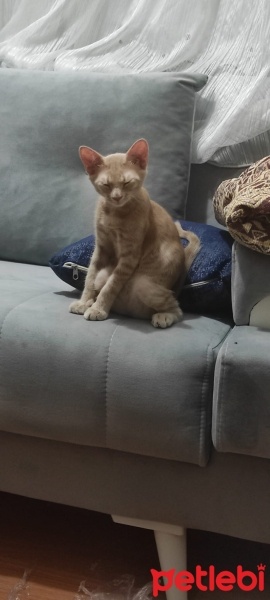 Sarman, Kedi  Potekin fotoğrafı