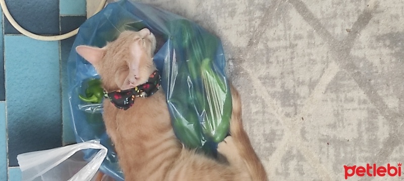 Sarman, Kedi  Potekin fotoğrafı