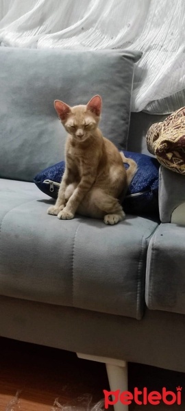 Sarman, Kedi  Potekin fotoğrafı