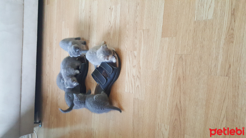Scottish Fold, Kedi  Scottish Folt yavrular 1.5 aylık Veterinerden  fotoğrafı