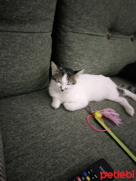 Tekir Kedi, Kedi  Mırmır fotoğrafı