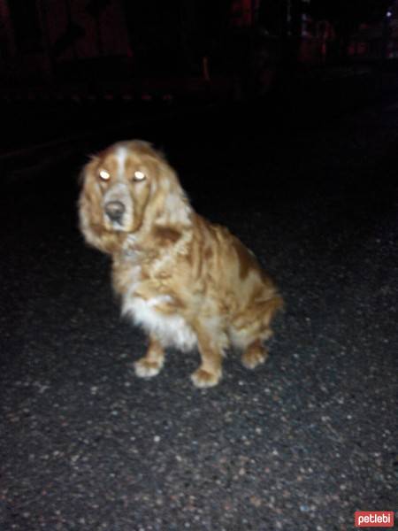 Amerikan Cocker Spaniel, Köpek  şans fotoğrafı