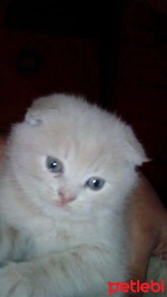 Scottish Fold, Kedi  sakiz fotoğrafı