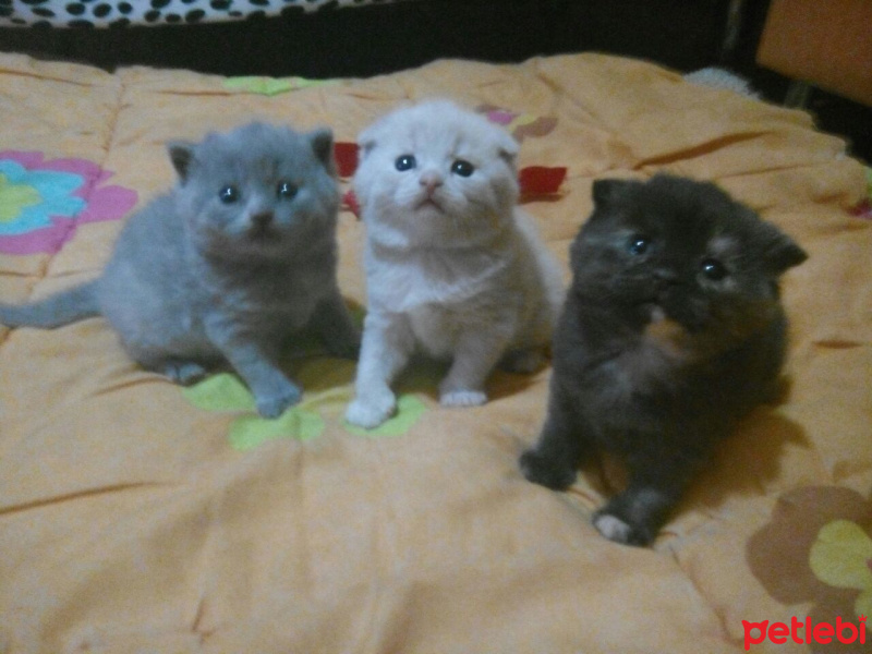 Scottish Fold, Kedi  sakiz fotoğrafı