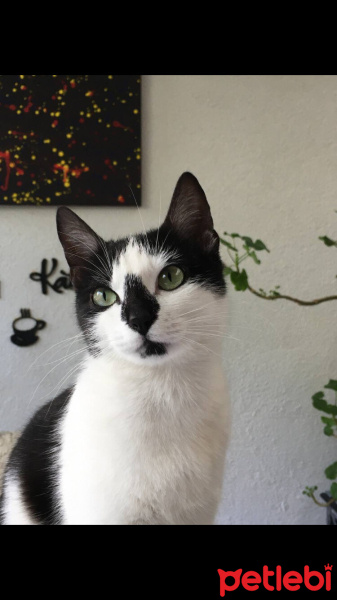 Tekir Kedi, Kedi  Bihtersu fotoğrafı