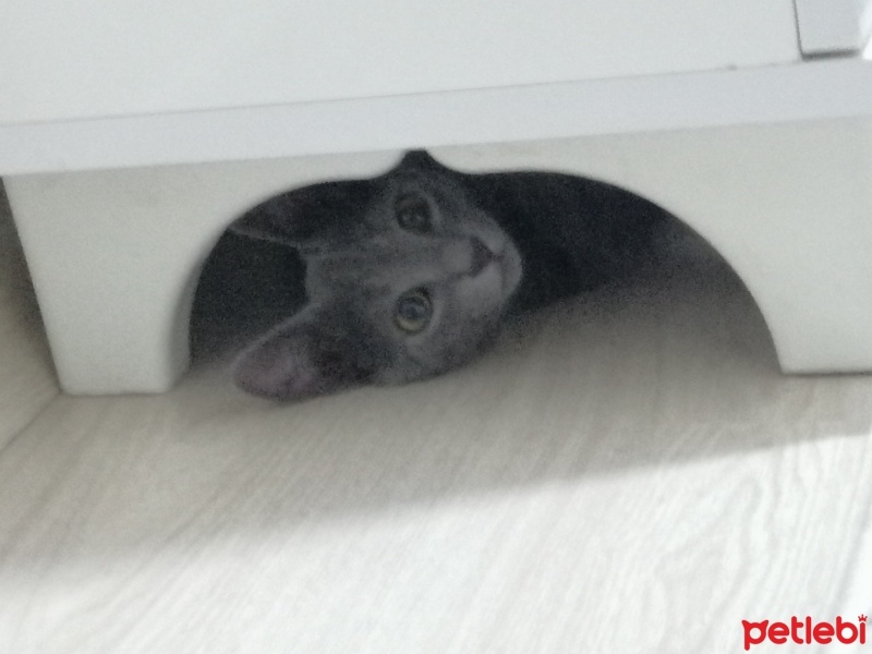 Scottish Fold, Kedi  Gece fotoğrafı