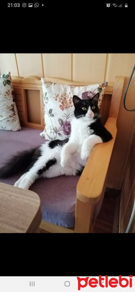 Tekir Kedi, Kedi  Şila fotoğrafı
