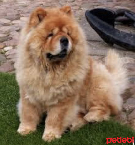 Chow Chow (çin Aslanı), Köpek  Paşa  fotoğrafı