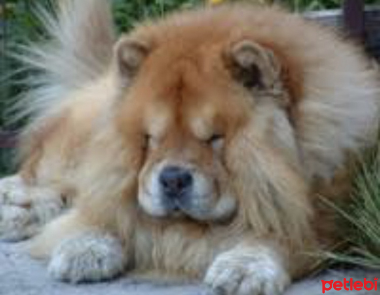 Chow Chow (çin Aslanı), Köpek  Paşa  fotoğrafı