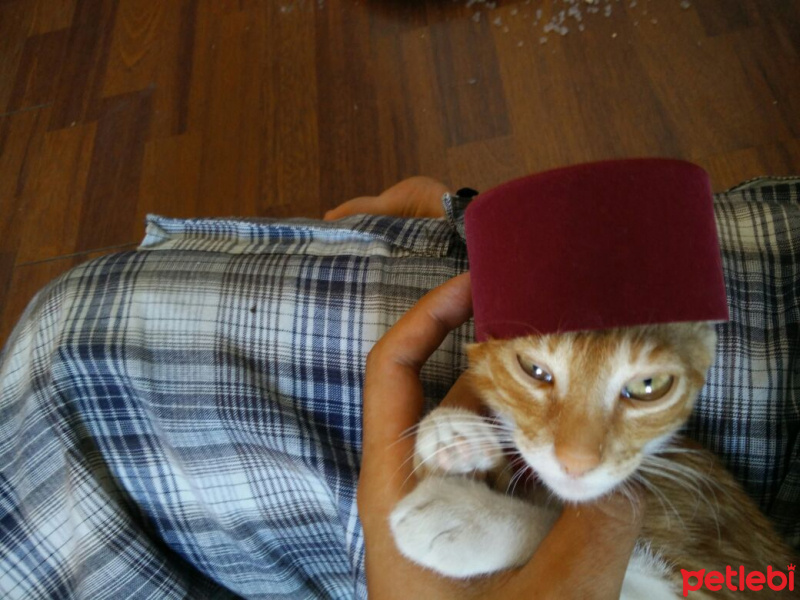 Tekir Kedi, Kedi  Anima fotoğrafı