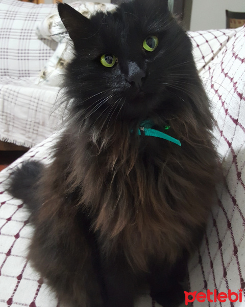 Ankara Kedisi, Kedi  Mia fotoğrafı