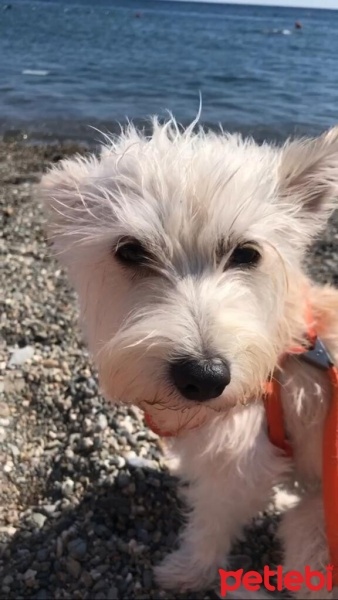Pappilon, Köpek  Coco fotoğrafı