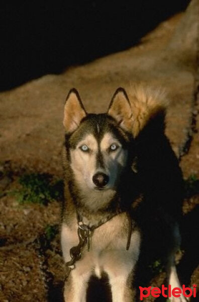 Amerikan Pitbull Terrier, Köpek  Angel fotoğrafı