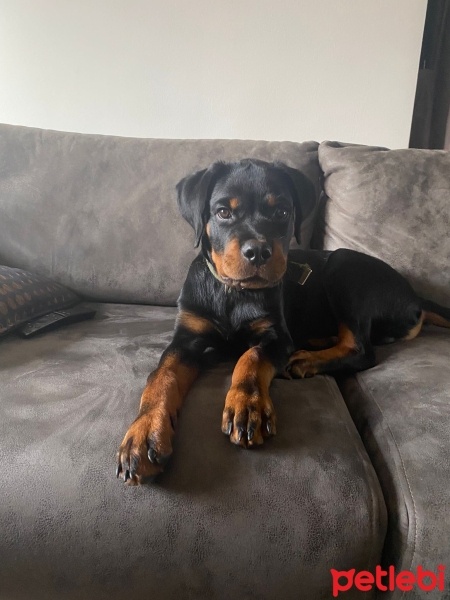 Rottweiler, Köpek  BamBam fotoğrafı
