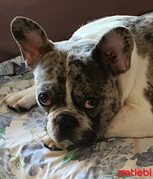 Fransız Bulldog, Köpek  Charlie fotoğrafı