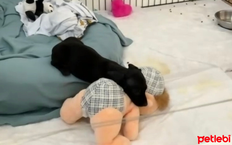 Dachshund (Sosis), Köpek  luci fotoğrafı