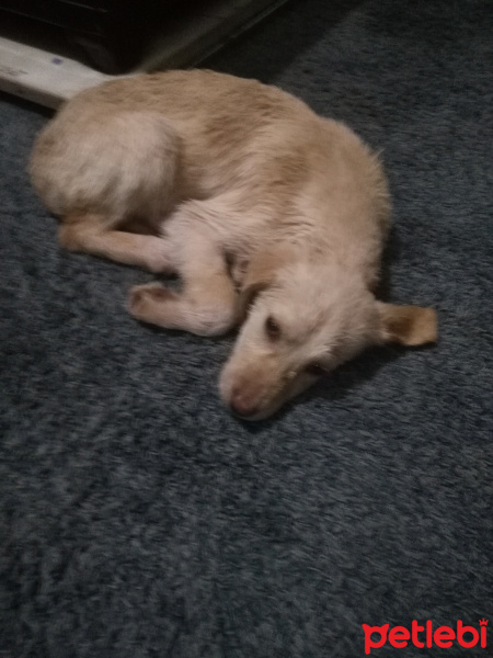 Golden Retriever, Köpek  Tarçın fotoğrafı