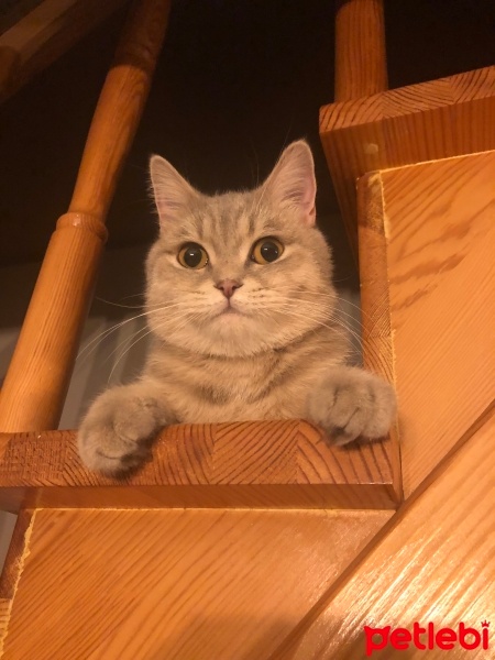 British Shorthair, Kedi  Çiko fotoğrafı