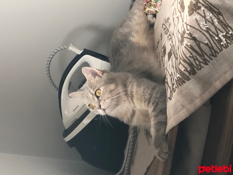 British Shorthair, Kedi  Çiko fotoğrafı