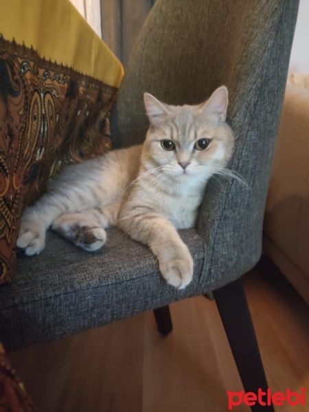 British Shorthair, Kedi  Çiko fotoğrafı