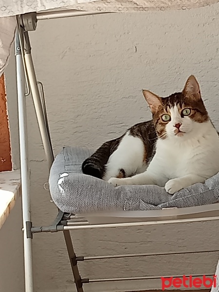 Tekir Kedi, Kedi  İrmik fotoğrafı