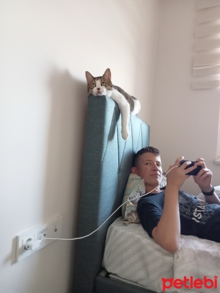 Tekir Kedi, Kedi  İrmik fotoğrafı