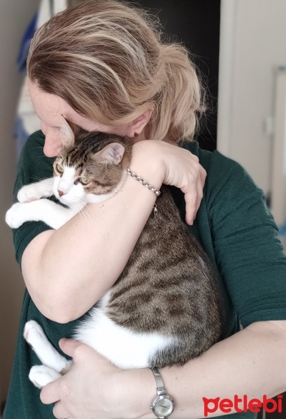 Tekir Kedi, Kedi  İrmik fotoğrafı