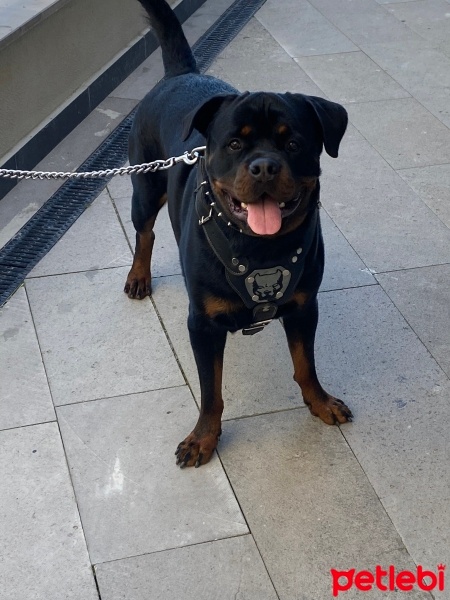 Rottweiler, Köpek  Foks fotoğrafı