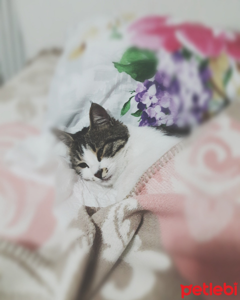 Tekir Kedi, Kedi  Nazlı fotoğrafı
