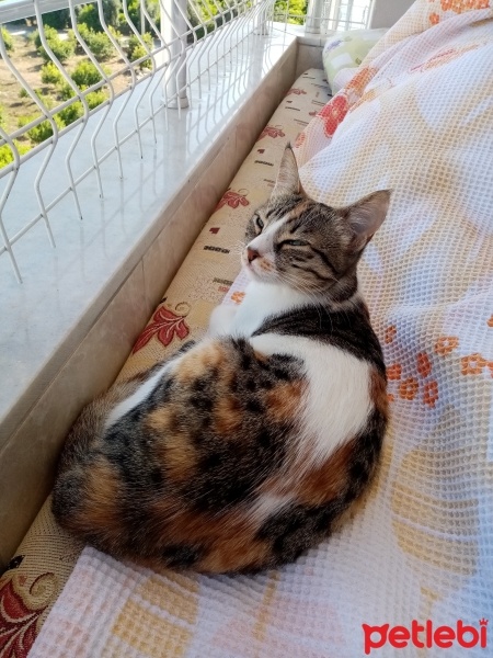 Tekir Kedi, Kedi  Sütlaç fotoğrafı