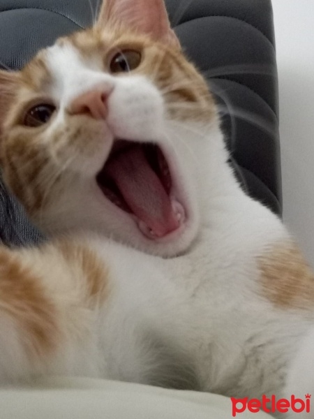 Tekir Kedi, Kedi  Çiçek Mississippi fotoğrafı